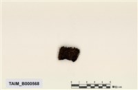 藏品(紫萼苔屬)的圖片